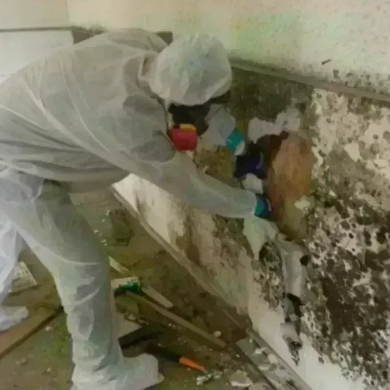 Mold Remediation and Removal in Ozark, AR